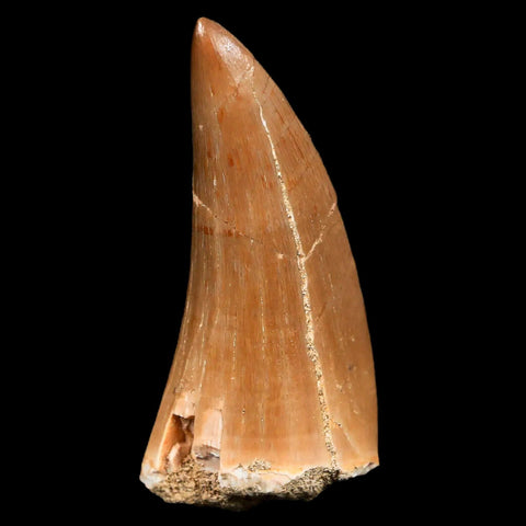 XL 2" Mosasaur Hoffmanni Fossil Tooth Cretaceous Dinosaur Era COA & Stand - Fossil Age Minerals