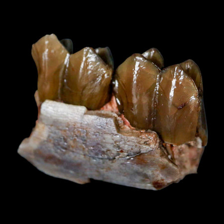 1" Poebrotherium Wilsoni Fossil Jaw Teeth Primitive Camel SD Badlands Display