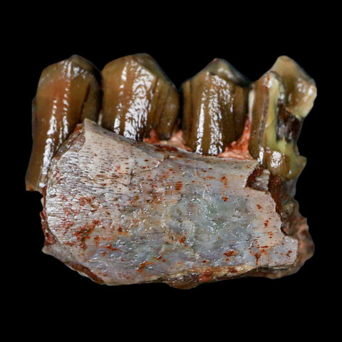 1" Poebrotherium Wilsoni Fossil Jaw Teeth Primitive Camel SD Badlands Display - Fossil Age Minerals