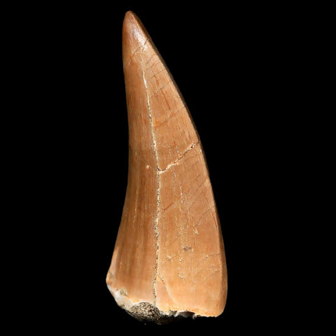 XL 2" Mosasaur Hoffmanni Fossil Tooth Cretaceous Dinosaur Era COA & Stand - Fossil Age Minerals