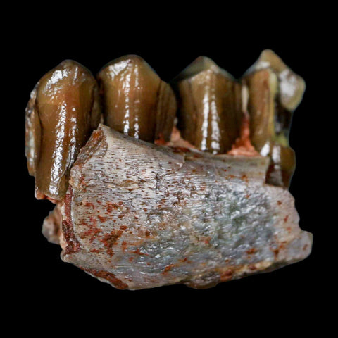 1" Poebrotherium Wilsoni Fossil Jaw Teeth Primitive Camel SD Badlands Display - Fossil Age Minerals