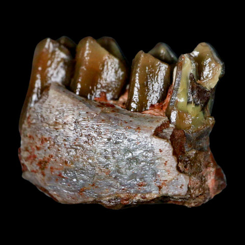 1" Poebrotherium Wilsoni Fossil Jaw Teeth Primitive Camel SD Badlands Display - Fossil Age Minerals