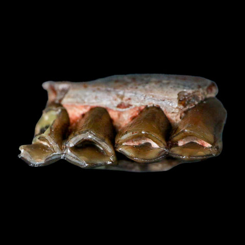 1" Poebrotherium Wilsoni Fossil Jaw Teeth Primitive Camel SD Badlands Display - Fossil Age Minerals