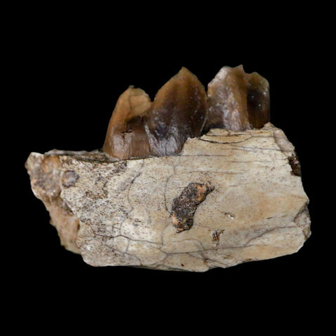 1.1" Poebrotherium Wilsoni Fossil Jaw Teeth Primitive Camel SD Badlands Display - Fossil Age Minerals