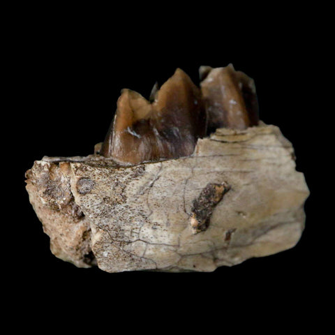 1.1" Poebrotherium Wilsoni Fossil Jaw Teeth Primitive Camel SD Badlands Display - Fossil Age Minerals