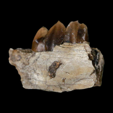 1.1" Poebrotherium Wilsoni Fossil Jaw Teeth Primitive Camel SD Badlands Display - Fossil Age Minerals