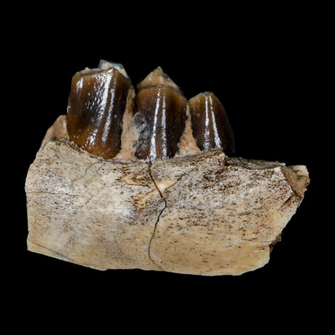 1.1" Poebrotherium Wilsoni Fossil Jaw Teeth Primitive Camel SD Badlands Display - Fossil Age Minerals