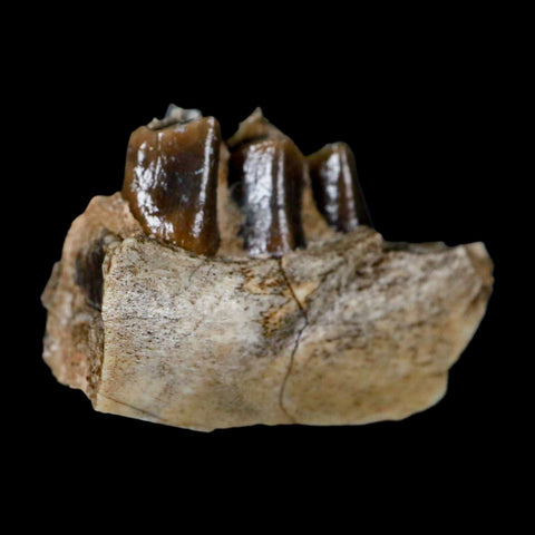 1.1" Poebrotherium Wilsoni Fossil Jaw Teeth Primitive Camel SD Badlands Display - Fossil Age Minerals