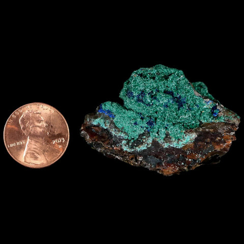 1.8" Malachite Crystals & Azurite On Crystal Mineral Specimen Tiznit Morocco - Fossil Age Minerals