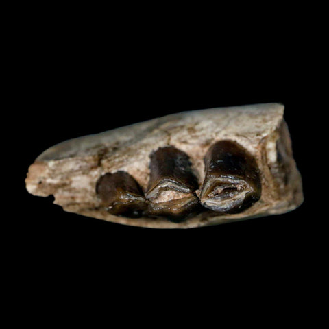 1.1" Poebrotherium Wilsoni Fossil Jaw Teeth Primitive Camel SD Badlands Display - Fossil Age Minerals