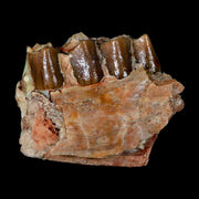 1.2" Poebrotherium Wilsoni Fossil Jaw Teeth Primitive Camel SD Badlands Display