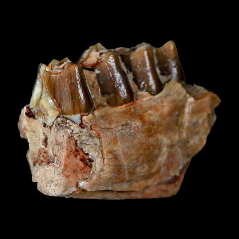 1.2" Poebrotherium Wilsoni Fossil Jaw Teeth Primitive Camel SD Badlands Display - Fossil Age Minerals