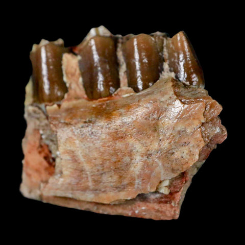 1.2" Poebrotherium Wilsoni Fossil Jaw Teeth Primitive Camel SD Badlands Display - Fossil Age Minerals