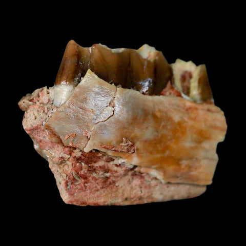 1.2" Poebrotherium Wilsoni Fossil Jaw Teeth Primitive Camel SD Badlands Display - Fossil Age Minerals