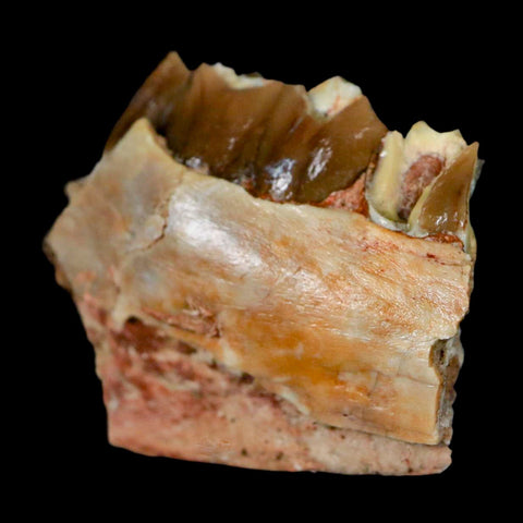 1.2" Poebrotherium Wilsoni Fossil Jaw Teeth Primitive Camel SD Badlands Display - Fossil Age Minerals