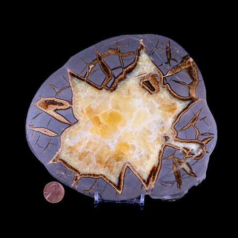 6.6" Septarian Dragon Stone Polished Slice Mineral Specimen Utah Stand - Fossil Age Minerals