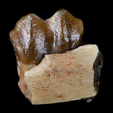 0.6" Poebrotherium Wilsoni Fossil Jaw Teeth Primitive Camel SD Badlands Display - Fossil Age Minerals