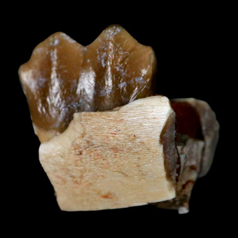 0.6" Poebrotherium Wilsoni Fossil Jaw Teeth Primitive Camel SD Badlands Display - Fossil Age Minerals