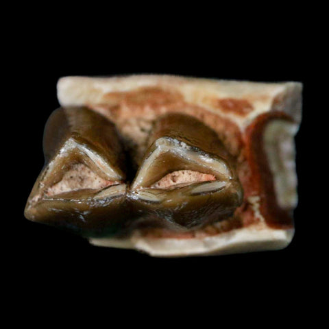 0.6" Poebrotherium Wilsoni Fossil Jaw Teeth Primitive Camel SD Badlands Display - Fossil Age Minerals