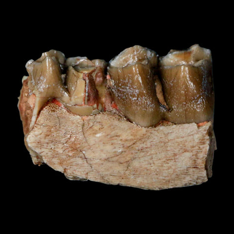 0.8" Poebrotherium Wilsoni Fossil Jaw Teeth Primitive Camel SD Badlands Display - Fossil Age Minerals