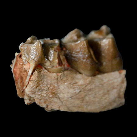 0.8" Poebrotherium Wilsoni Fossil Jaw Teeth Primitive Camel SD Badlands Display