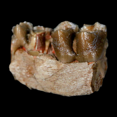 0.8" Poebrotherium Wilsoni Fossil Jaw Teeth Primitive Camel SD Badlands Display - Fossil Age Minerals