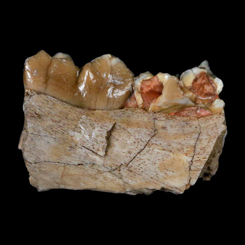 0.8" Poebrotherium Wilsoni Fossil Jaw Teeth Primitive Camel SD Badlands Display - Fossil Age Minerals