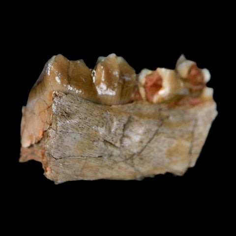 0.8" Poebrotherium Wilsoni Fossil Jaw Teeth Primitive Camel SD Badlands Display - Fossil Age Minerals