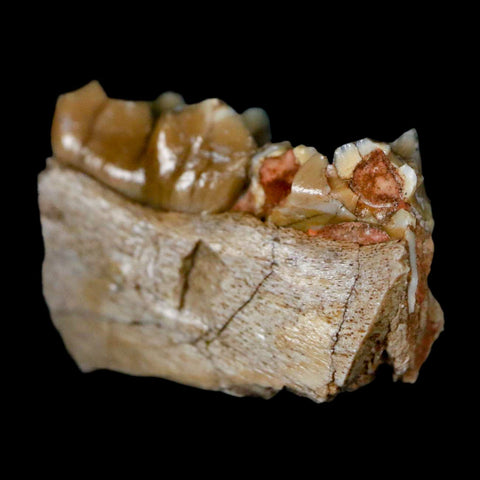 0.8" Poebrotherium Wilsoni Fossil Jaw Teeth Primitive Camel SD Badlands Display - Fossil Age Minerals