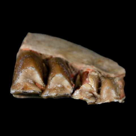 0.8" Poebrotherium Wilsoni Fossil Jaw Teeth Primitive Camel SD Badlands Display - Fossil Age Minerals