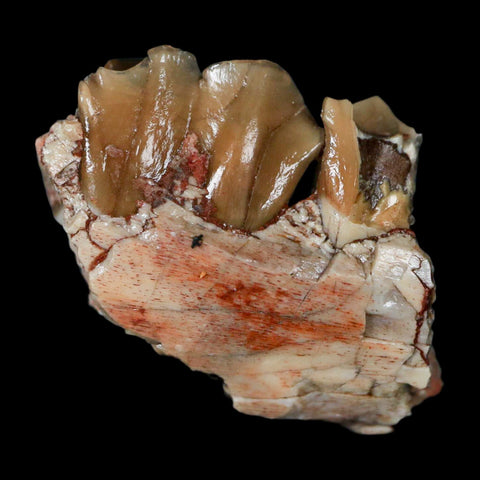 1" Poebrotherium Wilsoni Fossil Jaw Teeth Primitive Camel SD Badlands Display - Fossil Age Minerals