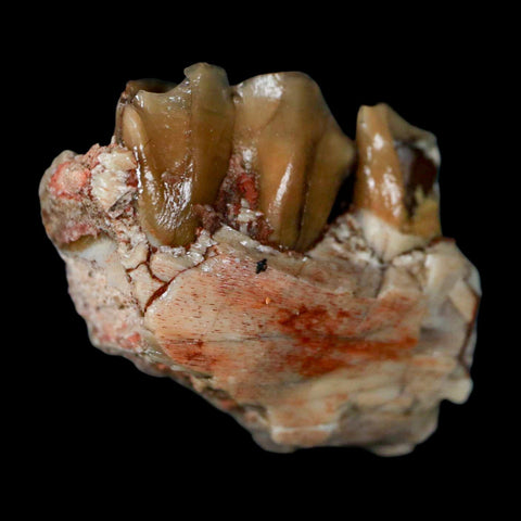 1" Poebrotherium Wilsoni Fossil Jaw Teeth Primitive Camel SD Badlands Display - Fossil Age Minerals