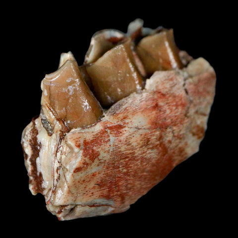 1" Poebrotherium Wilsoni Fossil Jaw Teeth Primitive Camel SD Badlands Display - Fossil Age Minerals