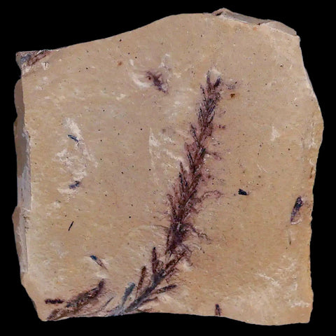 1.9" Detailed Fossil Plant Leafs Metasequoia Dawn Redwood Oligocene Age MT COA - Fossil Age Minerals