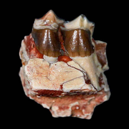 1" Poebrotherium Wilsoni Fossil Jaw Teeth Primitive Camel SD Badlands Display