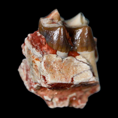 1" Poebrotherium Wilsoni Fossil Jaw Teeth Primitive Camel SD Badlands Display - Fossil Age Minerals