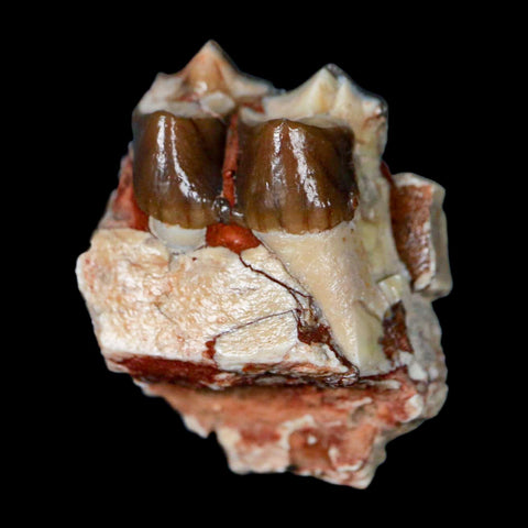 1" Poebrotherium Wilsoni Fossil Jaw Teeth Primitive Camel SD Badlands Display - Fossil Age Minerals