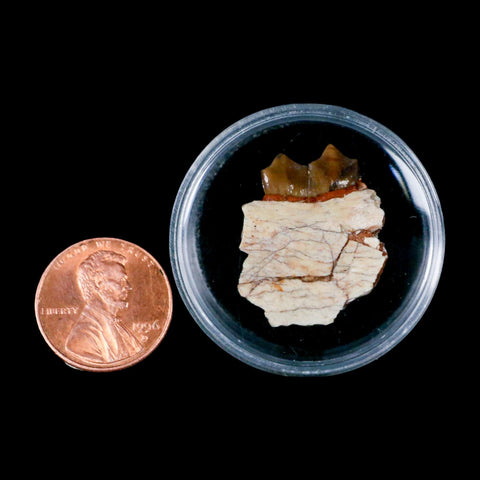 1" Poebrotherium Wilsoni Fossil Jaw Teeth Primitive Camel SD Badlands Display - Fossil Age Minerals