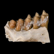 0.7" Leptomeryx Evansi Oligocene Age Fossil Deer Jaw Teeth Wyoming Display COA