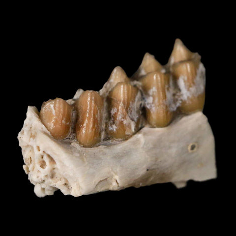 0.7" Leptomeryx Evansi Oligocene Age Fossil Deer Jaw Teeth Wyoming Display COA - Fossil Age Minerals