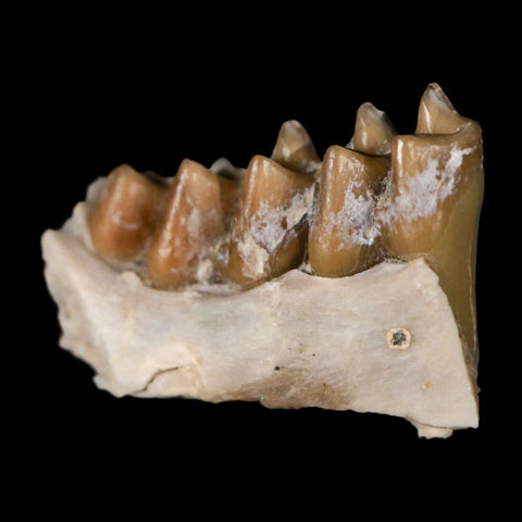 0.7" Leptomeryx Evansi Oligocene Age Fossil Deer Jaw Teeth Wyoming Display COA - Fossil Age Minerals