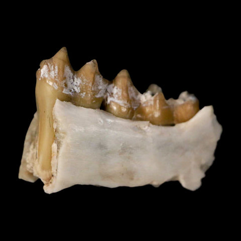 0.7" Leptomeryx Evansi Oligocene Age Fossil Deer Jaw Teeth Wyoming Display COA - Fossil Age Minerals