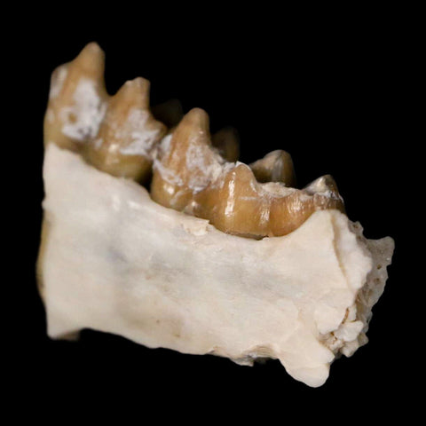 0.7" Leptomeryx Evansi Oligocene Age Fossil Deer Jaw Teeth Wyoming Display COA - Fossil Age Minerals