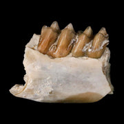 0.7" Leptomeryx Evansi Oligocene Age Fossil Deer Jaw Teeth Wyoming Display COA