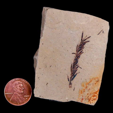 1.5" Detailed Fossil Plant Leafs Metasequoia Dawn Redwood Oligocene Age MT COA - Fossil Age Minerals