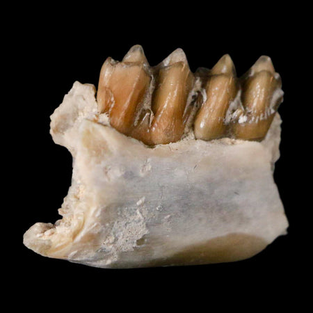 0.7" Leptomeryx Evansi Oligocene Age Fossil Deer Jaw Teeth Wyoming Display COA