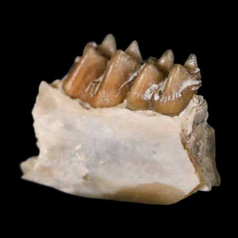 0.7" Leptomeryx Evansi Oligocene Age Fossil Deer Jaw Teeth Wyoming Display COA - Fossil Age Minerals