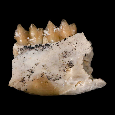 0.7" Leptomeryx Evansi Oligocene Age Fossil Deer Jaw Teeth Wyoming Display COA - Fossil Age Minerals