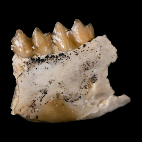 0.7" Leptomeryx Evansi Oligocene Age Fossil Deer Jaw Teeth Wyoming Display COA - Fossil Age Minerals