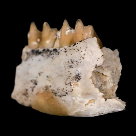 0.7" Leptomeryx Evansi Oligocene Age Fossil Deer Jaw Teeth Wyoming Display COA - Fossil Age Minerals